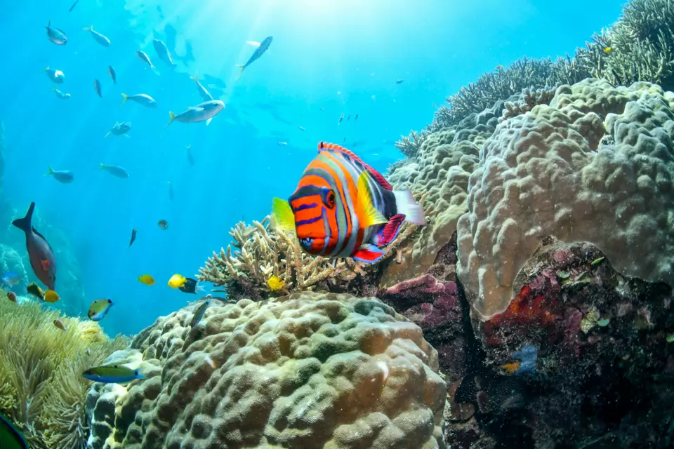 Great Barrier Reef Yacht — Guide gallery — image 2 of 3