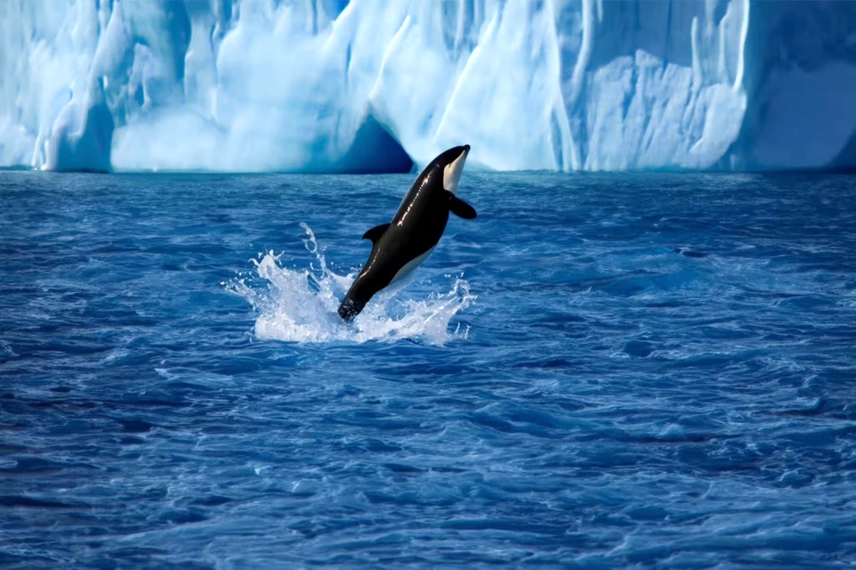 Greenland Yacht — Guide gallery — image 2 of 3