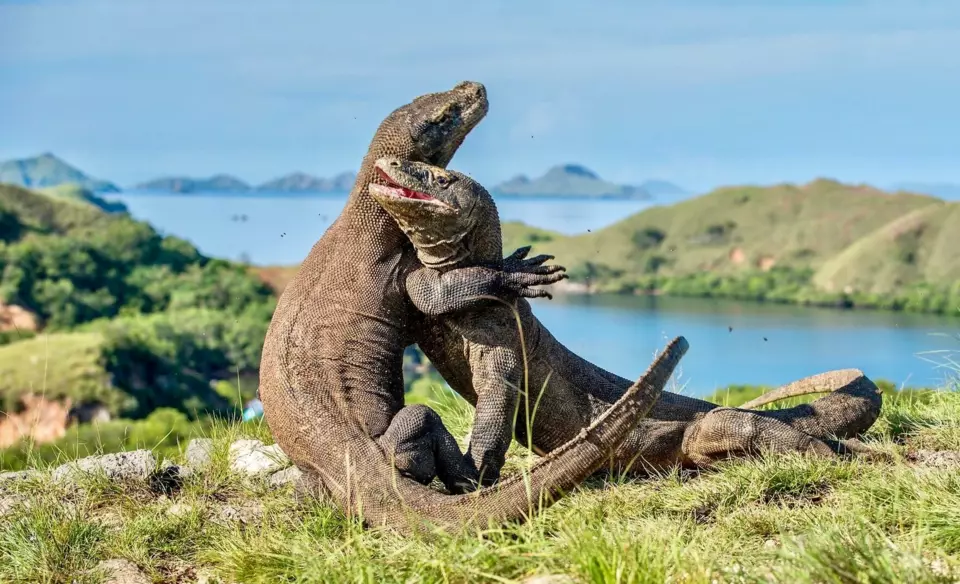 Komodo Yacht — Itinerary gallery — image 2 of 3