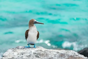 Galapagos