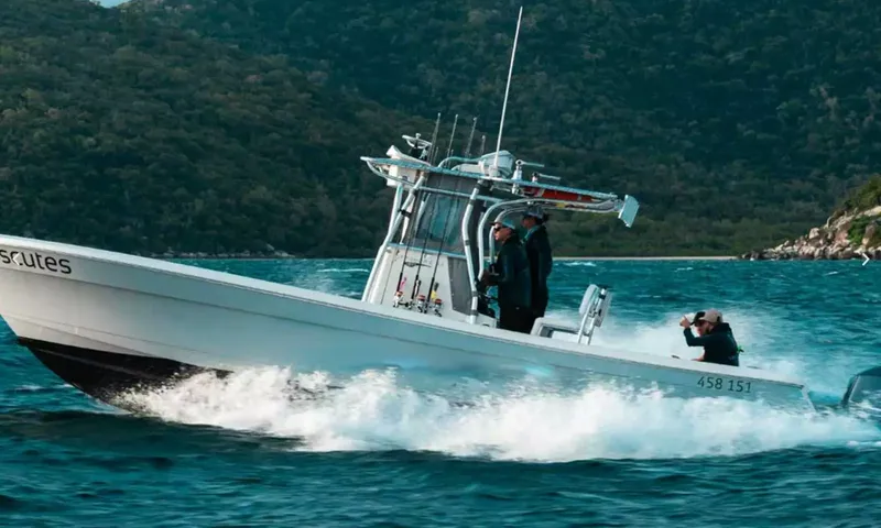 Beluga image 14