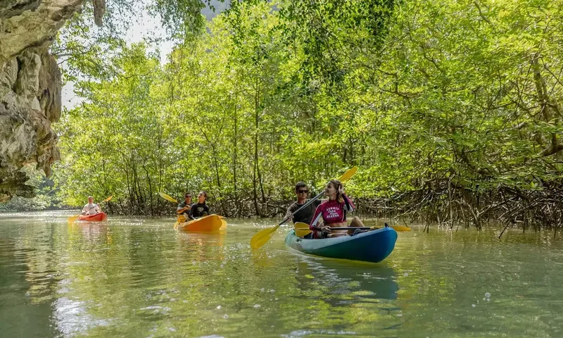 Northern Sun: People paddling kayaks along a calm green river through mangrove trees