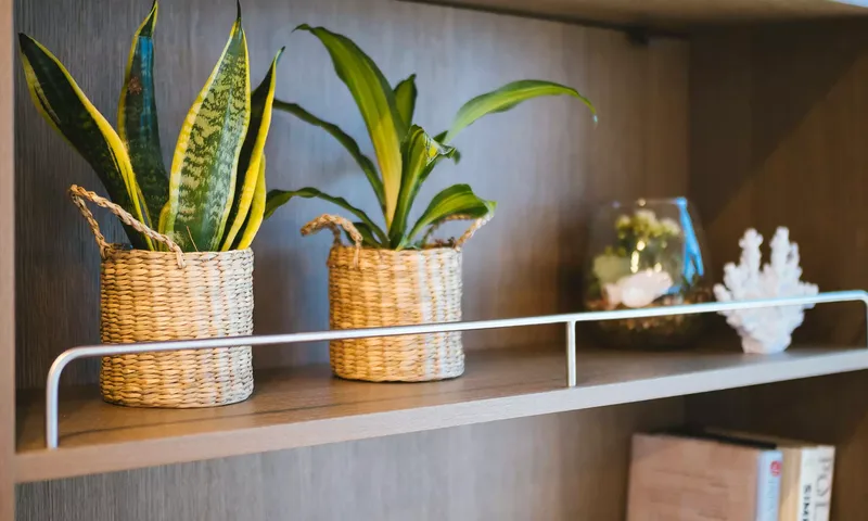 Midori Eco image 20